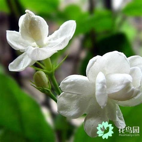 會香的花樹|比茉莉花還香的「6種花卉」，種在陽台，滿屋子都飄香，還有藥。